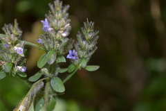 Haplanthodes verticillatus